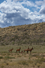 a small herd of red hartebeest
