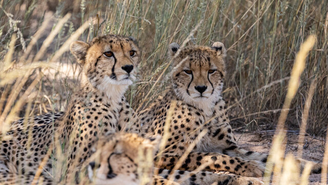 cheetah sub-adult cubs in KTP