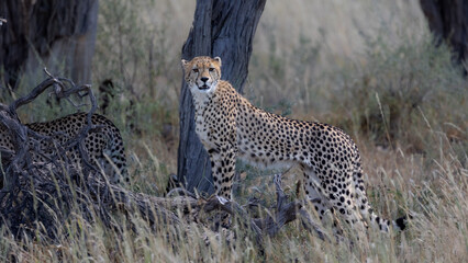 Cheetah sub-adult cubs in KTP