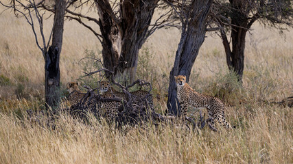 Cheetah sub-adult cubs in KTP