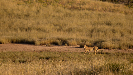 Fototapeta na wymiar a cheetah on the move in Kgalagadi