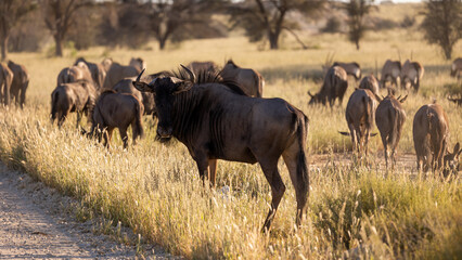 a blue wildebeest herd in Kgalagadi