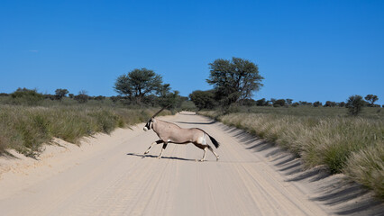 Oryx crossing the sand road