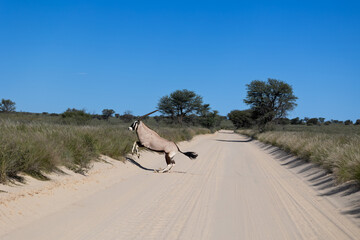 Oryx crossing the sand road