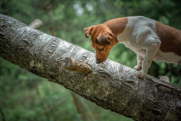 Jack Russell Terrier on a walk in the summer forest.