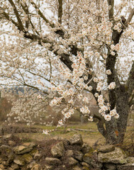 Alto Douro blossom almond tree with white tones on a cloudy day
