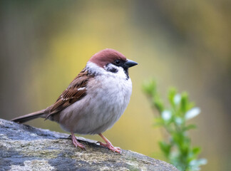 Feldsperling (Passer montanus)