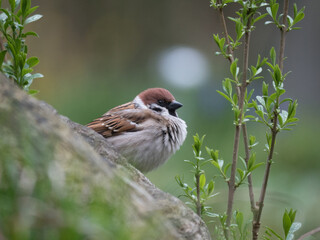 Feldsperling (Passer montanus)