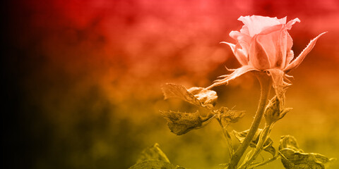 right view, red and orange picture, rose buds on branches on blur background, template, nature, decor, copy space