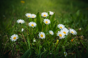 Beautiful meadow with fresh grass and flowers in nature in spring. Summer spring perfect natural landscape. Bayern Germany