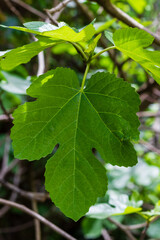 green leaves of a tree