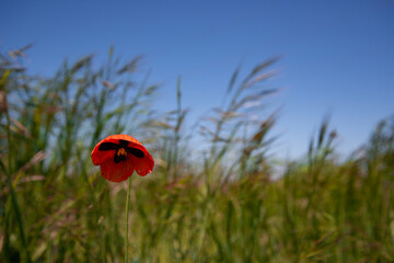 Red poppy flower on green grass background.