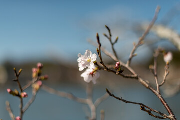 開花