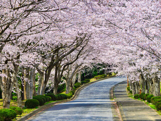 Many cherry blossom trees on that street in Japan