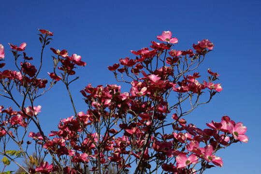 Cornus kousa