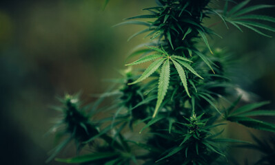Bush marijuana cannabis small plant seedling on blurred background with sun light