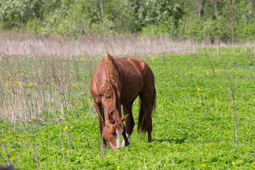 Naklejka premium A horse with its head down eats grass in a field on a farm in the Leningrad region