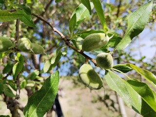 Almond on the tree
