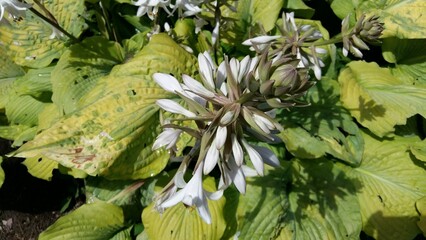 Beautiful flowers, Parc Floral de Paris, Vincennes, France