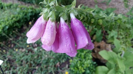 Beautiful flowers, Parc Floral de Paris, Vincennes, France
