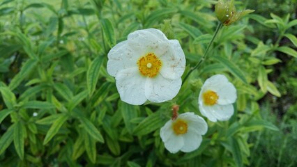Beautiful flowers, Parc Floral de Paris, Vincennes, France