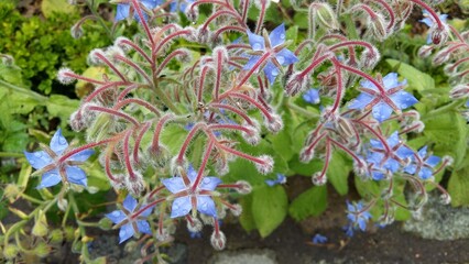 Beautiful flowers, Parc Floral de Paris, Vincennes, France