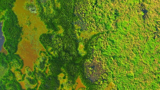 Aerial view from a drone over green and yellow plants in a large wetland. an abundance of tropical plants in Thale Noi, Phatthalung, Thailand. 4k drone footage
