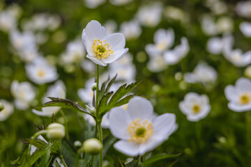 Close up on Canada anemone - Anemone canadensis flowers
