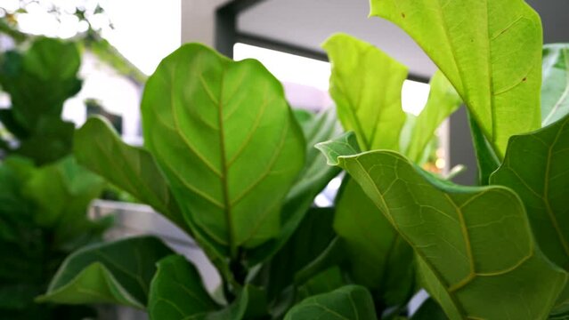 Zoom out fiddle leaf fig tree motion under big tree branch and house village blur background.Windy in afternoon time,so fresh fiddle leaf fig tree with outdoor natural light.