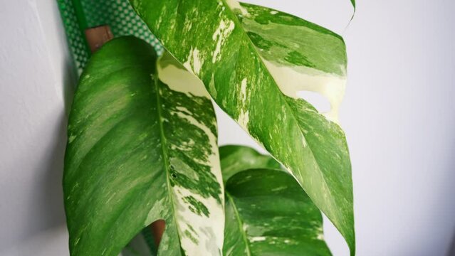 Pan camera to green and white leaves of native plant Monstera called Epipremnum pinnatum variegated, the vine plant grows in pot in front home entrance.Home decoration plant.