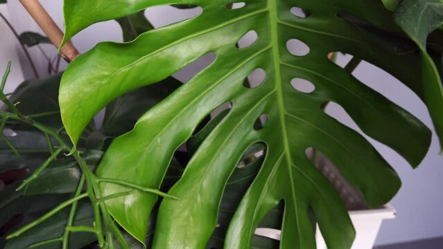 Zoom out leaf of monstera ,home decorating plant in front house entrance.
