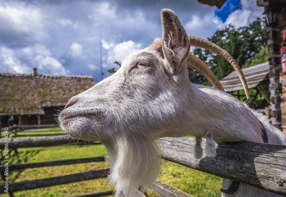 Canvas Prints Portrait of a goat in enclosure in Warmia and Mazury region of Poland