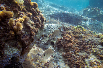 Ionian Sea, Zakynthos island, Greece, Europe. Traveling concept background. Aquatic wildlife in the water. Scuba diving with marine animal.Underwater photography from snorkeling with fish.