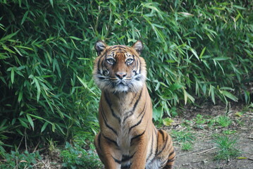 tiger in the wild