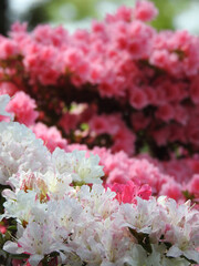 絞り入りのキリシマツツジ