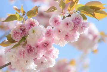 Cherry Blossom - Kirschblüte	
