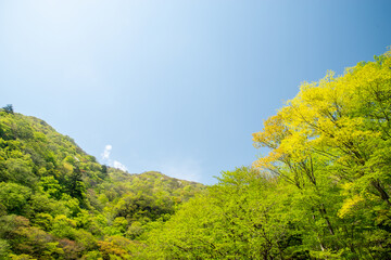 Obraz premium 新緑イメージ（龍王峡、栃木県日光市）