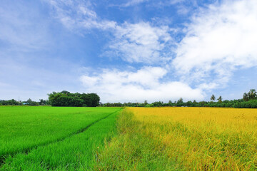 2 color fields, yellow and green rice fields