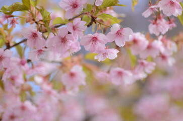Fototapeta na wymiar Cherry Blossom - Kirschblüte 