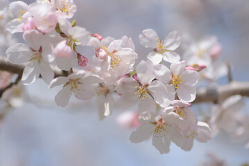 Cherry Blossom - Kirschblüte	
