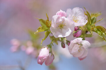 Cherry Blossom - Kirschblüte	
