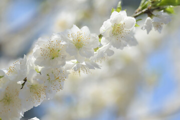 Cherry Blossom - Kirschblüte	

