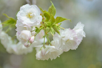 Cherry Blossom - Kirschblüte	
