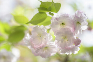 Cherry Blossom - Kirschblüte	
