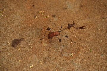 stick insects on the ground. with blur background