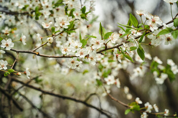 blossoming tree brunch with white flowers on bokeh green background