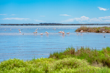 Some flamingos in the Parc Natural del Delta del Ebro - obrazy, fototapety, plakaty