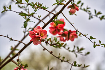 Fototapeta na wymiar Flowers of henomeles in spring in the garden against the sky