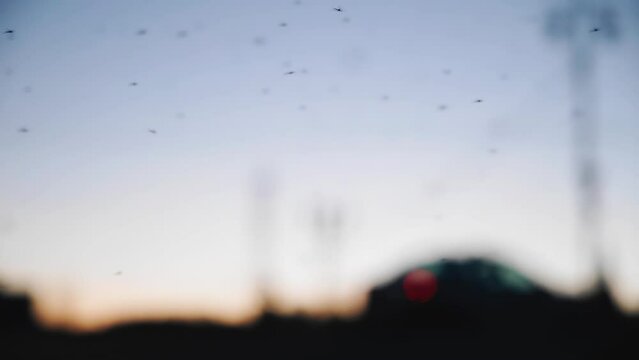 A large swarm of insects gathered in the evening in the city next to the road. Passing cars are visible behind