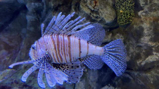 Striped winged zebra fish swims among algae and rocks in blue light, colorful underwater pictures, aquarium.Fish of the world ocean. Close-up